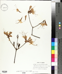 Rhododendron periclymenoides image