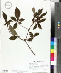 Rhododendron vaseyi image