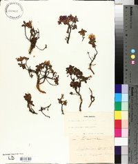 Rhododendron lapponicum image