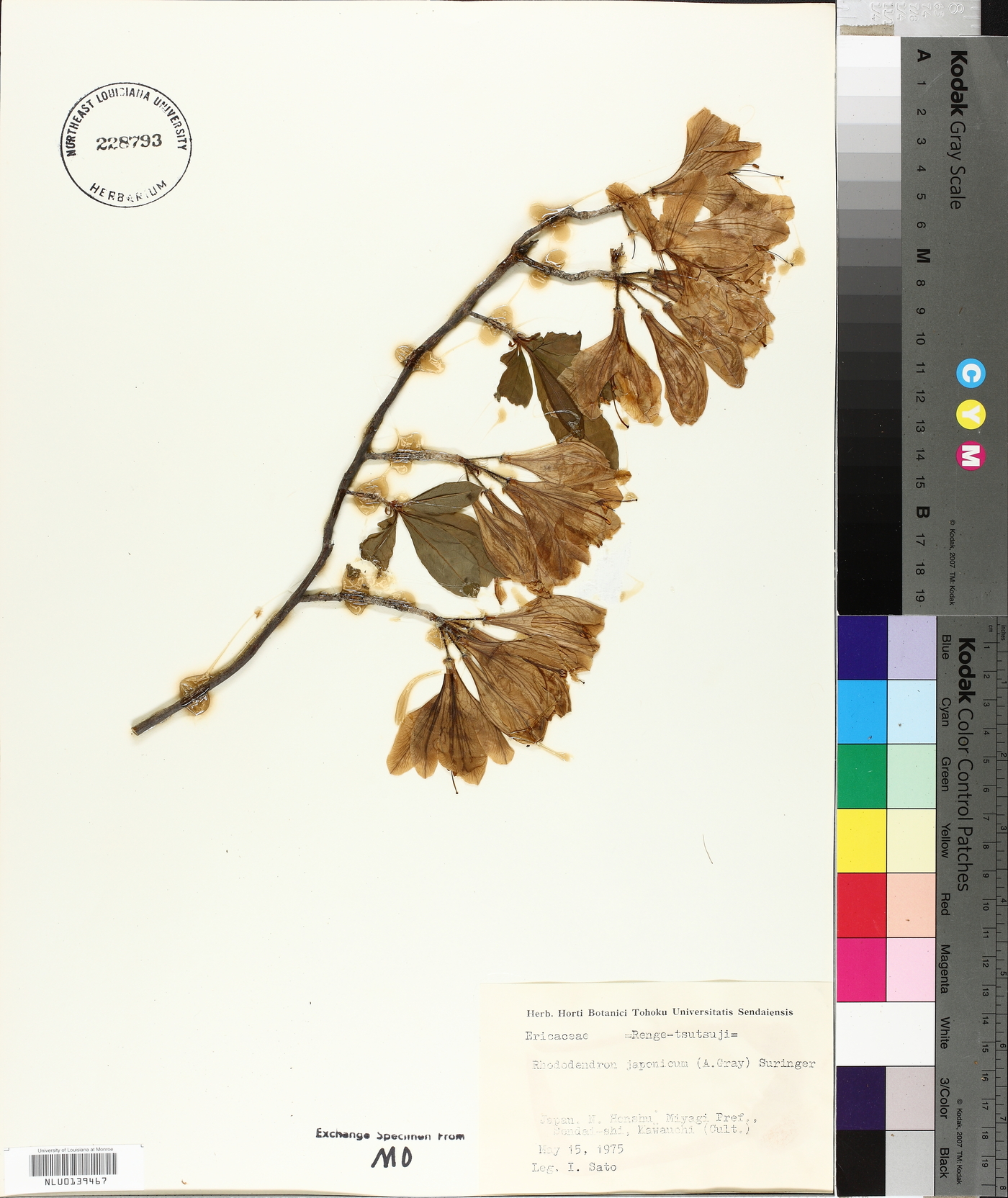 Rhododendron japonicum image