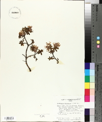 Rhododendron lapponicum image