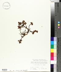 Rhododendron lapponicum image