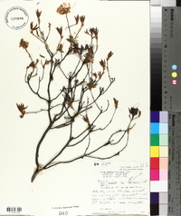 Rhododendron canadense image