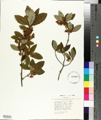 Rhododendron albiflorum image