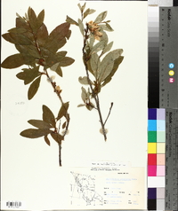 Rhododendron albiflorum image