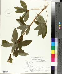 Rhododendron albiflorum image