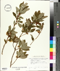 Rhododendron albiflorum image