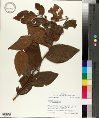 Vaccinium fuscatum image