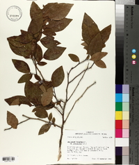 Vaccinium fuscatum image
