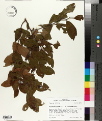 Vaccinium fuscatum image