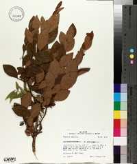 Vaccinium fuscatum image