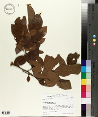 Vaccinium fuscatum image