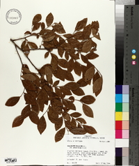 Vaccinium fuscatum image