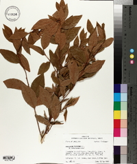 Vaccinium fuscatum image