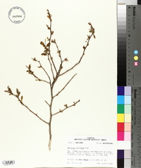 Vaccinium fuscatum image