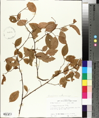 Vaccinium fuscatum image