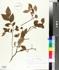 Vaccinium fuscatum image