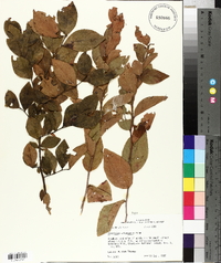 Vaccinium fuscatum image