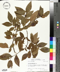 Vaccinium fuscatum image