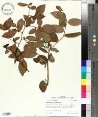Vaccinium fuscatum image