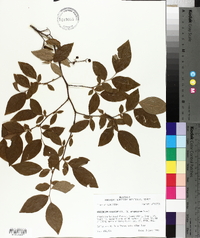 Vaccinium fuscatum image