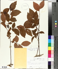 Vaccinium fuscatum image