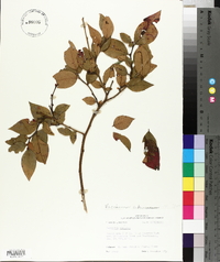 Vaccinium fuscatum image