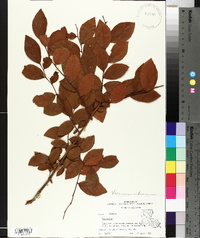 Vaccinium fuscatum image