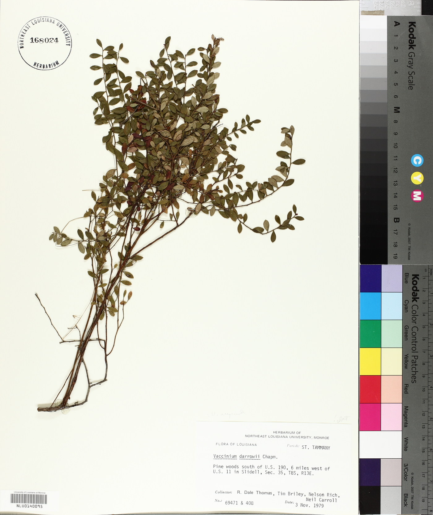 Vaccinium darrowii image