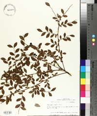 Vaccinium elliottii image