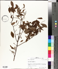 Vaccinium virgatum image