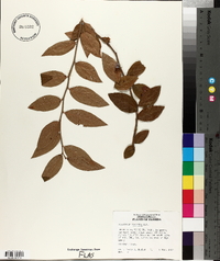 Vaccinium fuscatum image