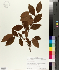 Vaccinium fuscatum image