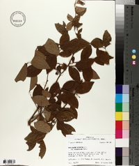 Vaccinium fuscatum image