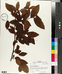 Vaccinium fuscatum image