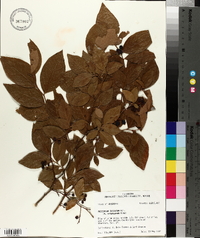 Vaccinium fuscatum image