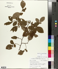 Vaccinium fuscatum image