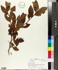 Vaccinium fuscatum image