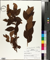 Vaccinium fuscatum image