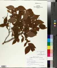 Vaccinium fuscatum image