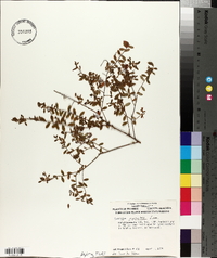 Vaccinium myrsinites image