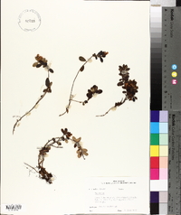 Vaccinium vitis-idaea image