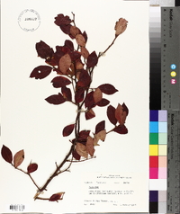 Vaccinium simulatum image
