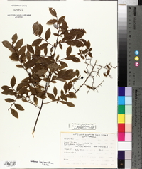 Vaccinium angustifolium image