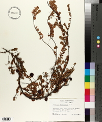 Vaccinium macrocarpon image