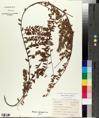 Vaccinium macrocarpon image