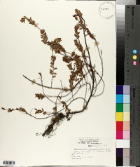 Vaccinium macrocarpon image