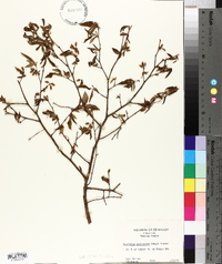 Vaccinium fuscatum image