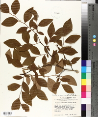 Vaccinium fuscatum image