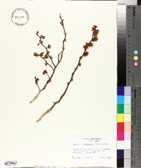 Vaccinium fuscatum image